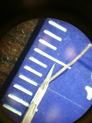 Bromus sterilis