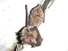 Myotis macropus