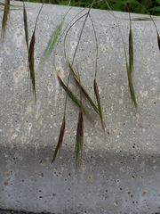 Bromus sterilis