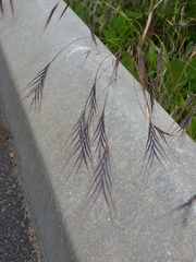 Bromus sterilis