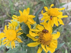 Hymenoxys hoopesii