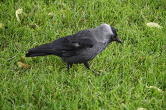 Corvus monedula