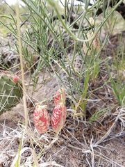 Astragalus ceramicus