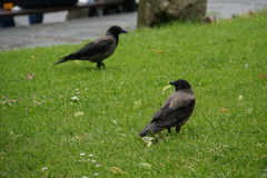 Corvus monedula