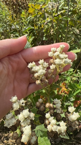Parthenium integrifolium