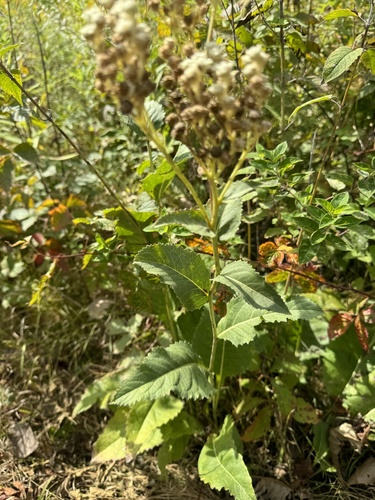 Parthenium integrifolium