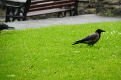 Corvus monedula