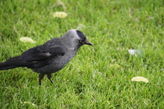 Corvus monedula