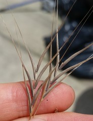Bromus sterilis