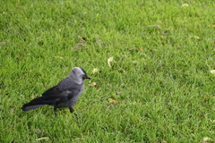 Corvus monedula
