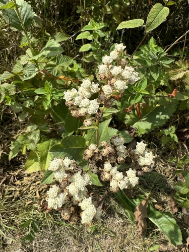 Parthenium integrifolium