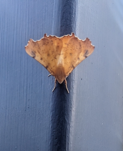 Maple Spanworm Moth photo 5