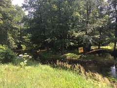 Heracleum mantegazzianum