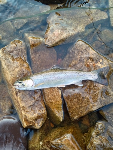 Rainbow Trout