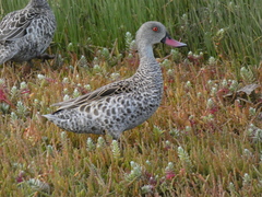 Cape Teal photo 3