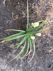 Toxicoscordion paniculatum