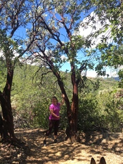 Arctostaphylos viscida