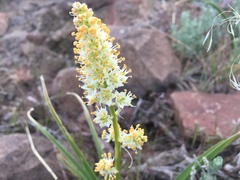 Toxicoscordion paniculatum
