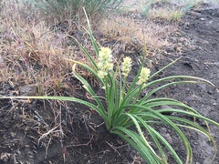 Toxicoscordion paniculatum