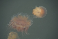 Cyanea capillata