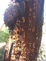 Arctostaphylos viscida