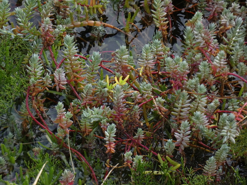 Image of Chenolea diffusa by (c) agujaceratops, some rights reserved (CC BY)