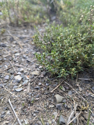 Oval-leaf knotweed (Polygonum arenastrum)