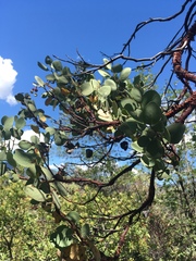 Arctostaphylos viscida