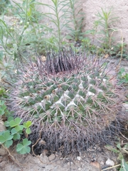 Mammillaria wagneriana