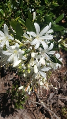 Bejaria aestuans