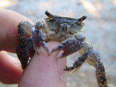 Metopograpsus frontalis