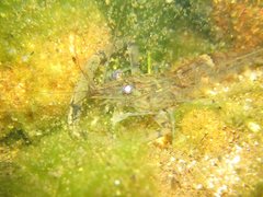 Macrobrachium auratum