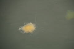 Cyanea capillata