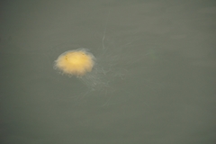 Cyanea capillata