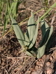 Mertensia lanceolata