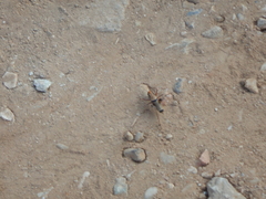 Eupholidoptera megastyla