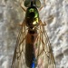 Twin-Spot Centurion Fly - Photo (c) stjayaaa, some rights reserved (CC BY-NC), uploaded by stjayaaa