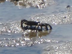 Venitus latreillei