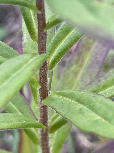 Image of Great Northern Aster by no rights reserved
