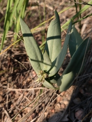 Mertensia lanceolata