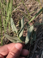 Mertensia lanceolata