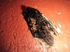 Catephia linteola