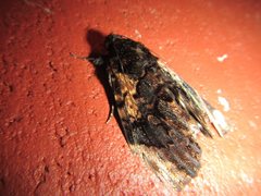 Catephia linteola