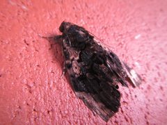 Catephia linteola