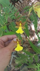 Oncidium graminifolium