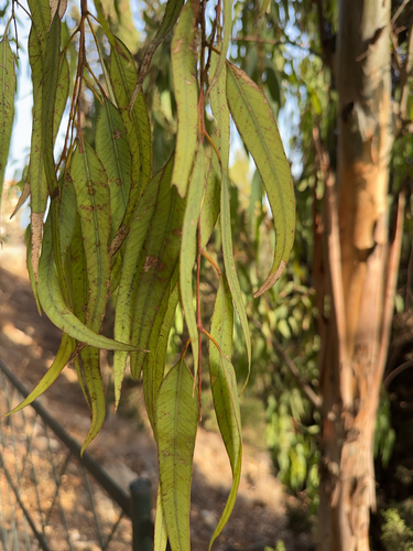 Avistamiento Eucalyptus camaldulensis
