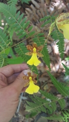 Oncidium graminifolium