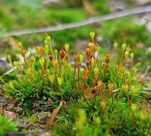 Trumpoji minkštūnė nuotrauka