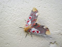 Hypsidia erythropsalis