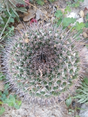 Mammillaria wagneriana
